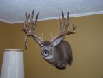 Taxidermy-Jan.2011 002 (Large).jpg