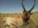 antelope.jpg