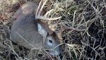 best deer.jpg