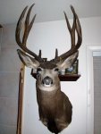pole creek buck 004.jpg