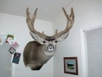 deer6 004.jpg