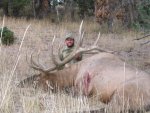 06 Nevada Archery bull.jpg