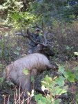 Elk2.jpg