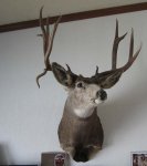 muleymount.jpg