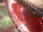 archery bull 008.jpg