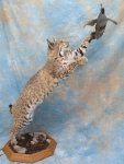 Roy's Bobcat 003-25%.jpg