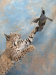 Roy's Bobcat 005-25%.jpg