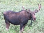 moose2.jpg