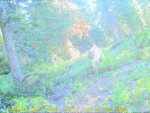 Trail Cam - Ek Trau 041.jpg