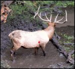 wallow bull.jpg