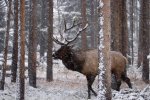 snow bull.jpg