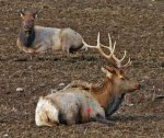 laying bull.jpg