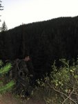 Idaho Elk4.jpg