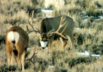 deer042.jpg