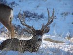 Blue Mesa buck 1 (Large).jpg