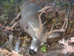 whitetail.jpg