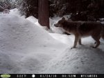 game camera 2012 wolf 001.jpg