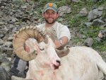 2011 AK Dall Sheep 016.jpg