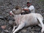 2011 AK Dall Sheep 009.jpg