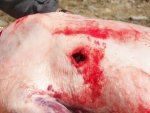 2007 bear slick trick hole.JPG