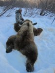 brownbear2.jpg