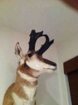 ImageUploadedByTapatalk1339470947.854191.jpg