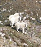 Mtn_goats.jpg