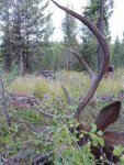 Elkhunt0031.jpg
