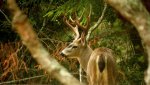 Deer Photo.jpg