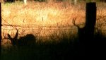Deer Pic 2.jpg