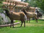 Elk.jpg