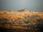 2011_deer_009.jpg