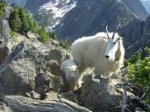 Goats1.jpg