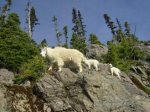 Ellinor goats.jpg