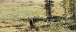 mooseresized.jpg