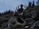 Idaho Mule Deer.jpg