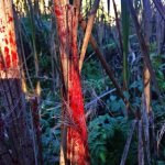 ImageUploadedByTapatalk1417582024.074785.jpg ImageUploadedByTapatalk1417582024.074785.jpg