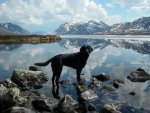 Tikka at 7 Mile Lake_Ak Range_May 2010 - Copy.jpg