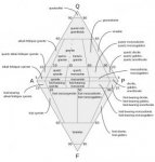 800px-Qapf_diagram_plutonic_05.svg.jpg