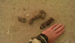 DogScat.jpg