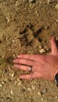 Pawprint.jpg