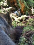sping bear 020.jpg