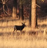 Screenshot_20260223_182527_Video Player.jpg Screenshot_20260223_182527_Video Player.jpg