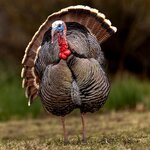 3EB95FE0-5B28-40DD-82C4-98A151238D64.jpeg 3EB95FE0-5B28-40DD-82C4-98A151238D64.jpeg