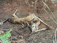 IMG_6932.jpeg IMG_6932.jpeg