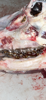 IMG_4681.png IMG_4681.png