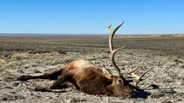 2025 Elk.jpeg