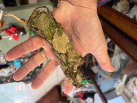 IMG_7288.jpeg