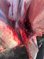 IMG_3234.jpeg