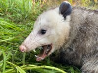 IMG_8939.jpeg IMG_8939.jpeg